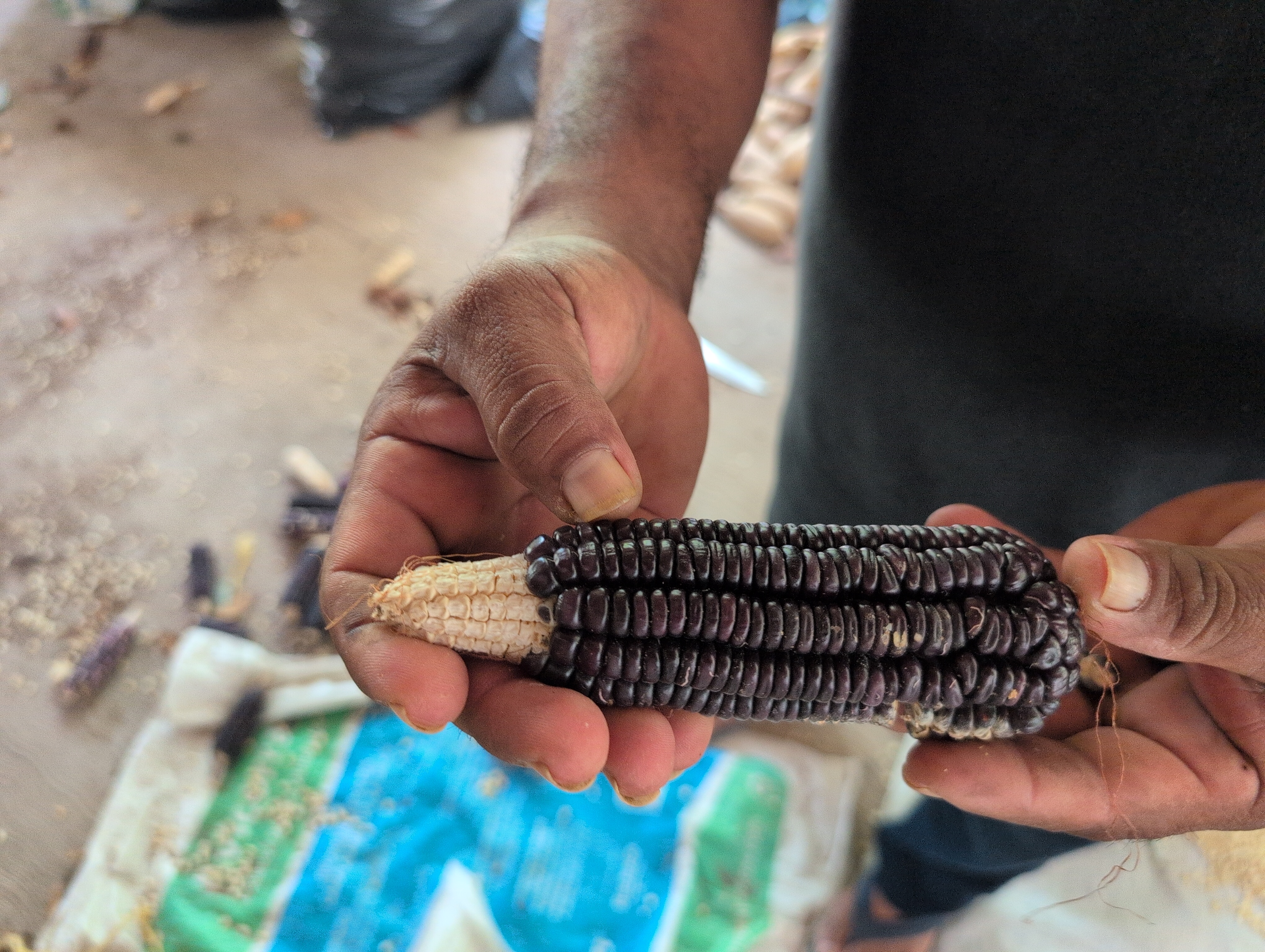 Purple corn Maya house Tulum